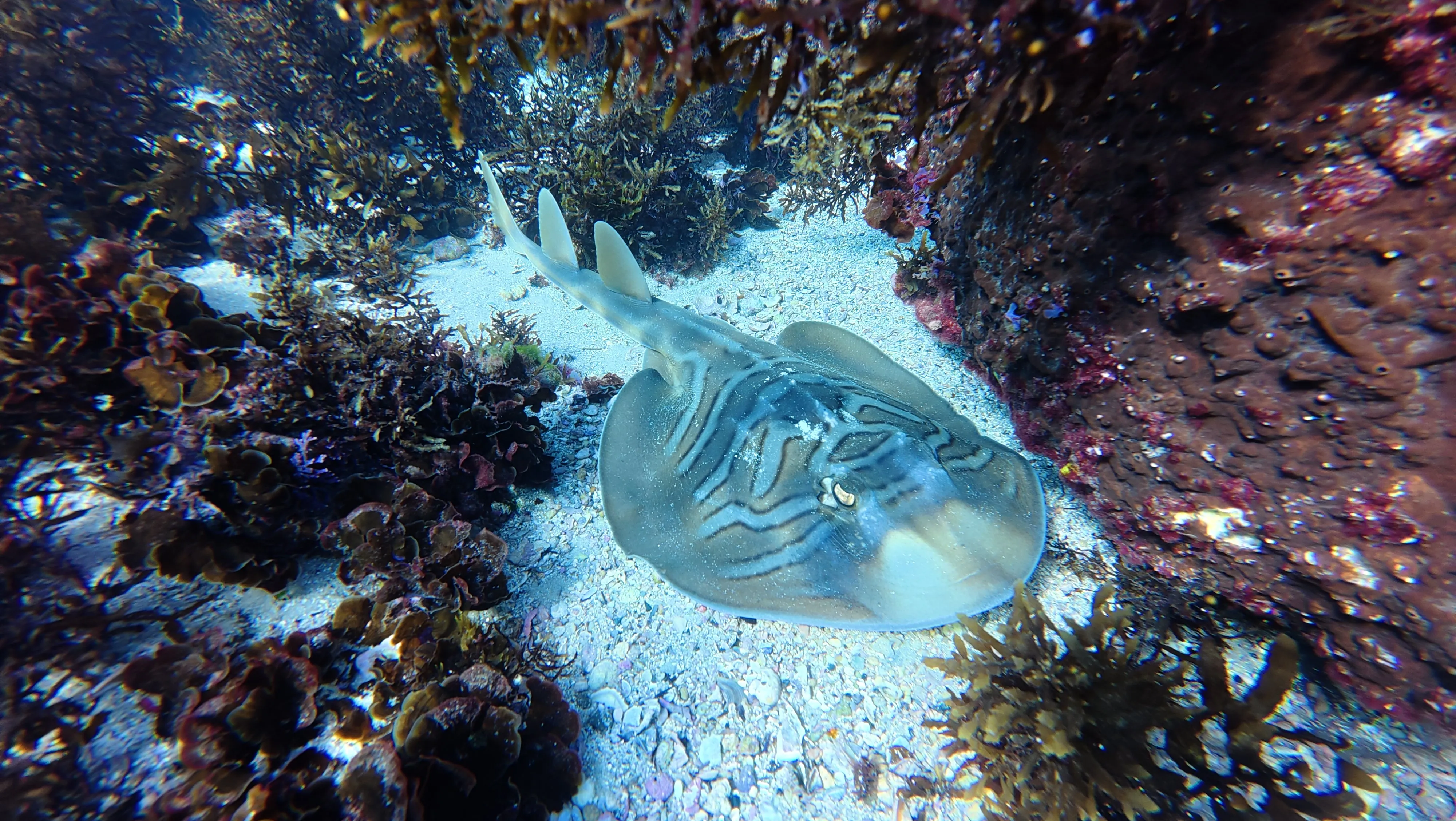 Fish ID