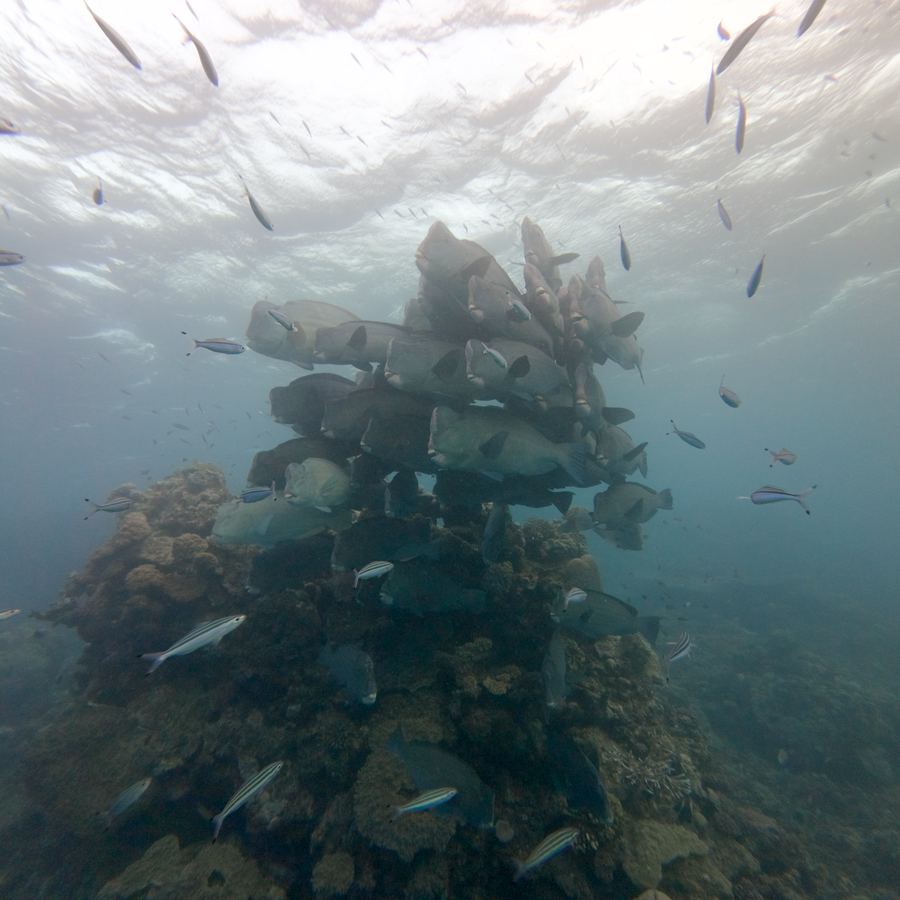 Bumphead Wrasse