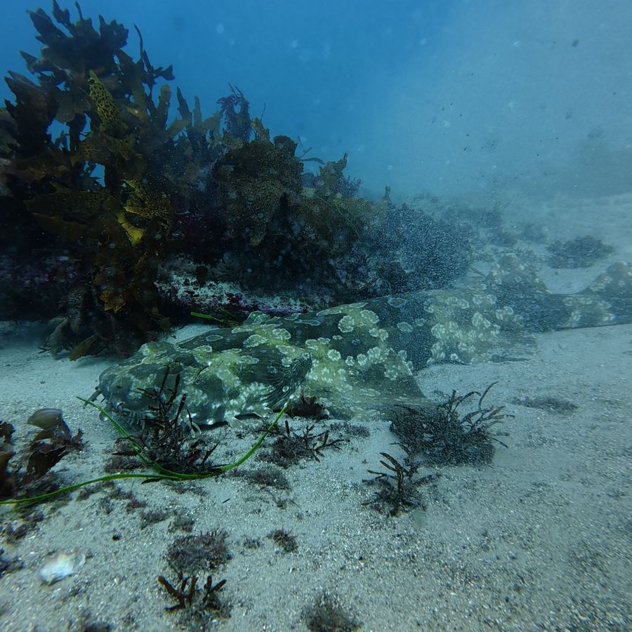 Wobbegong