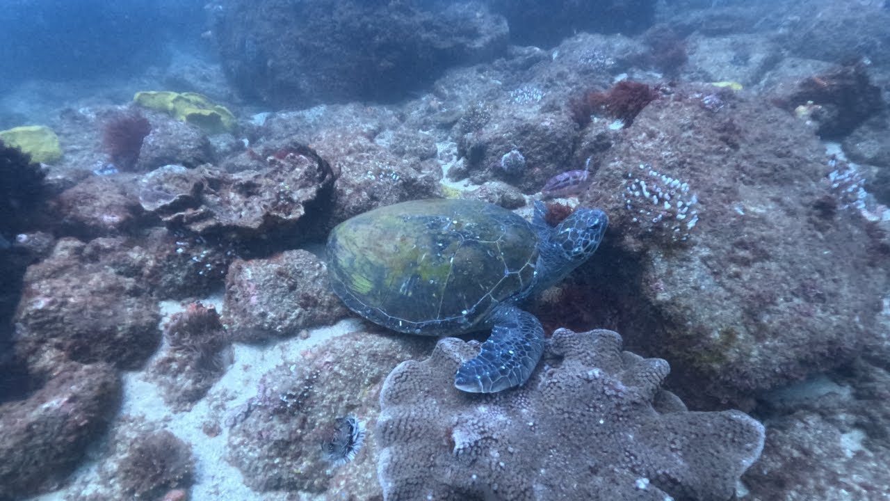 Cook Island | Entry #10