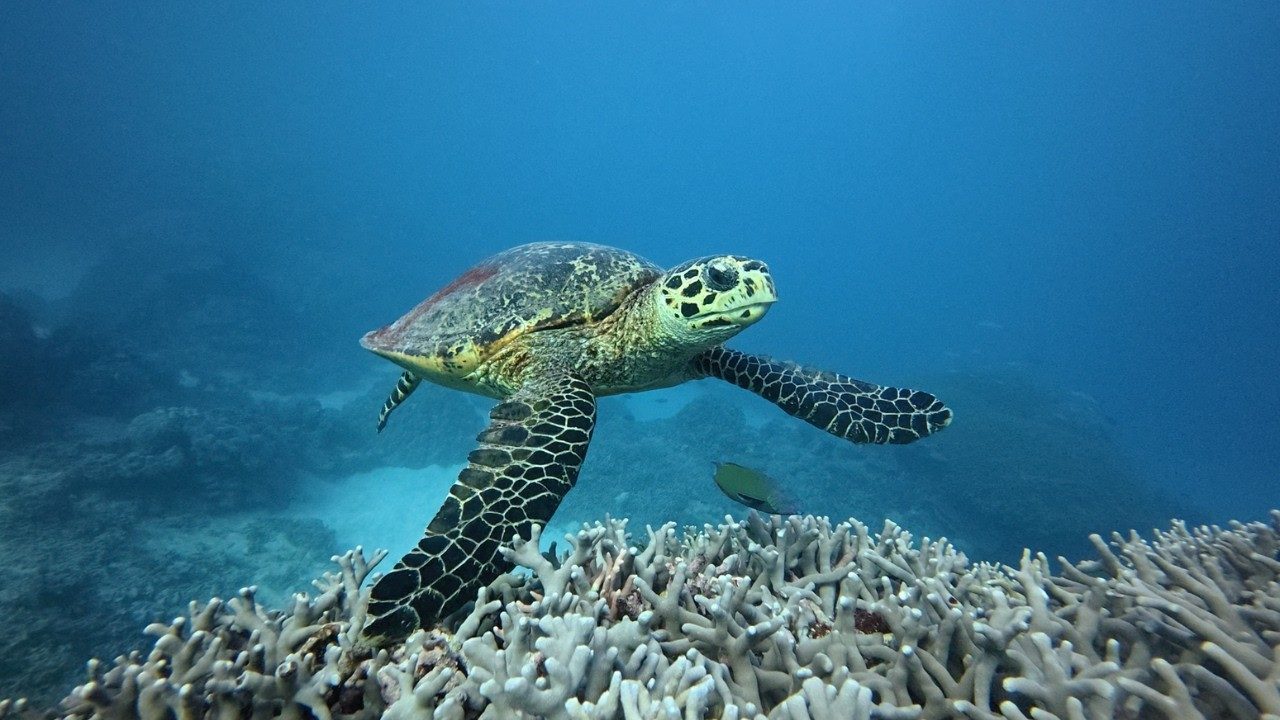 Milln Reef | Entry #41