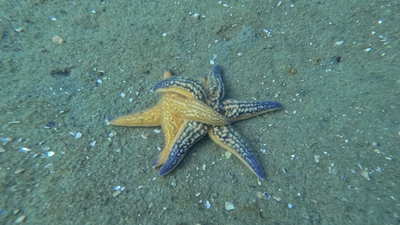 Mornington Pier | Entry #32