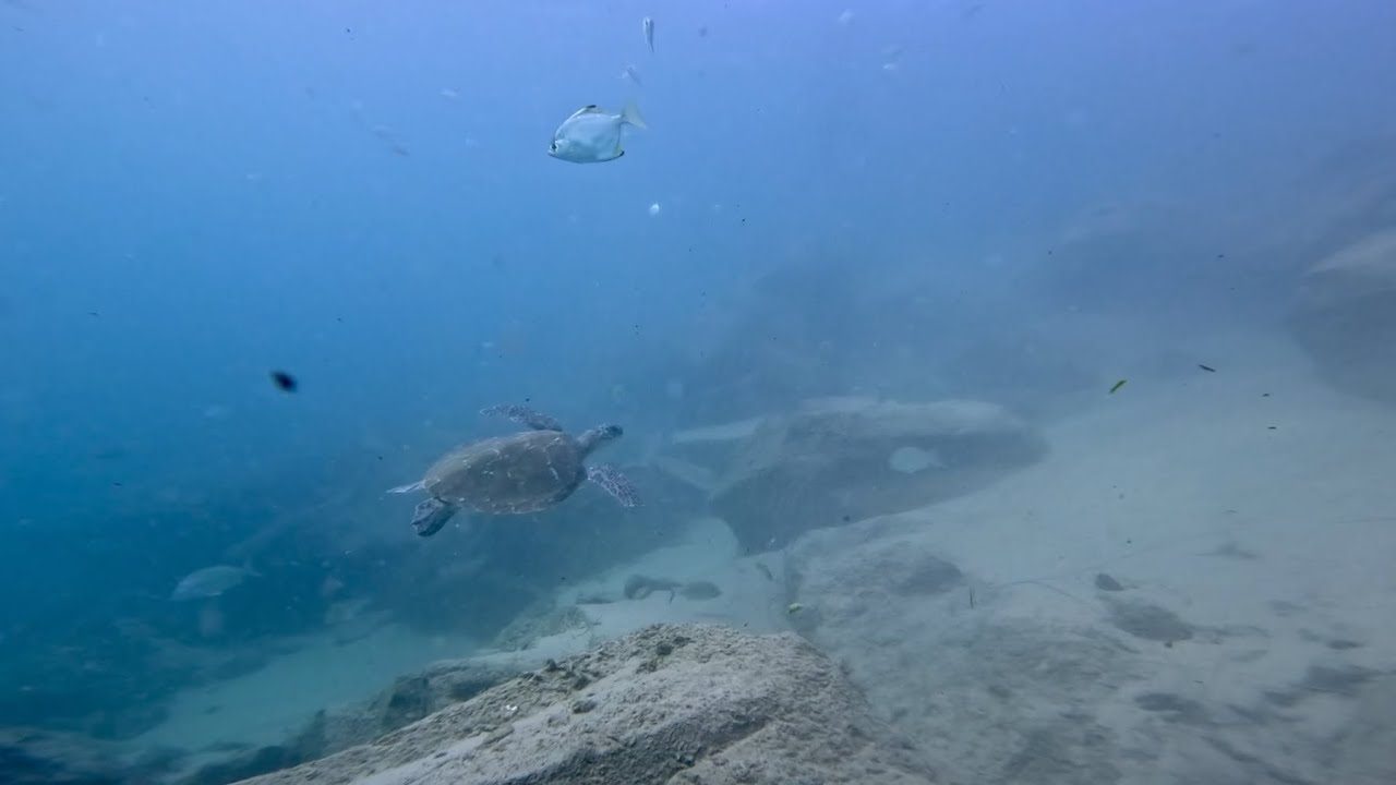 Narrowneck Reef & Gold Coast Seaway | Entry #29