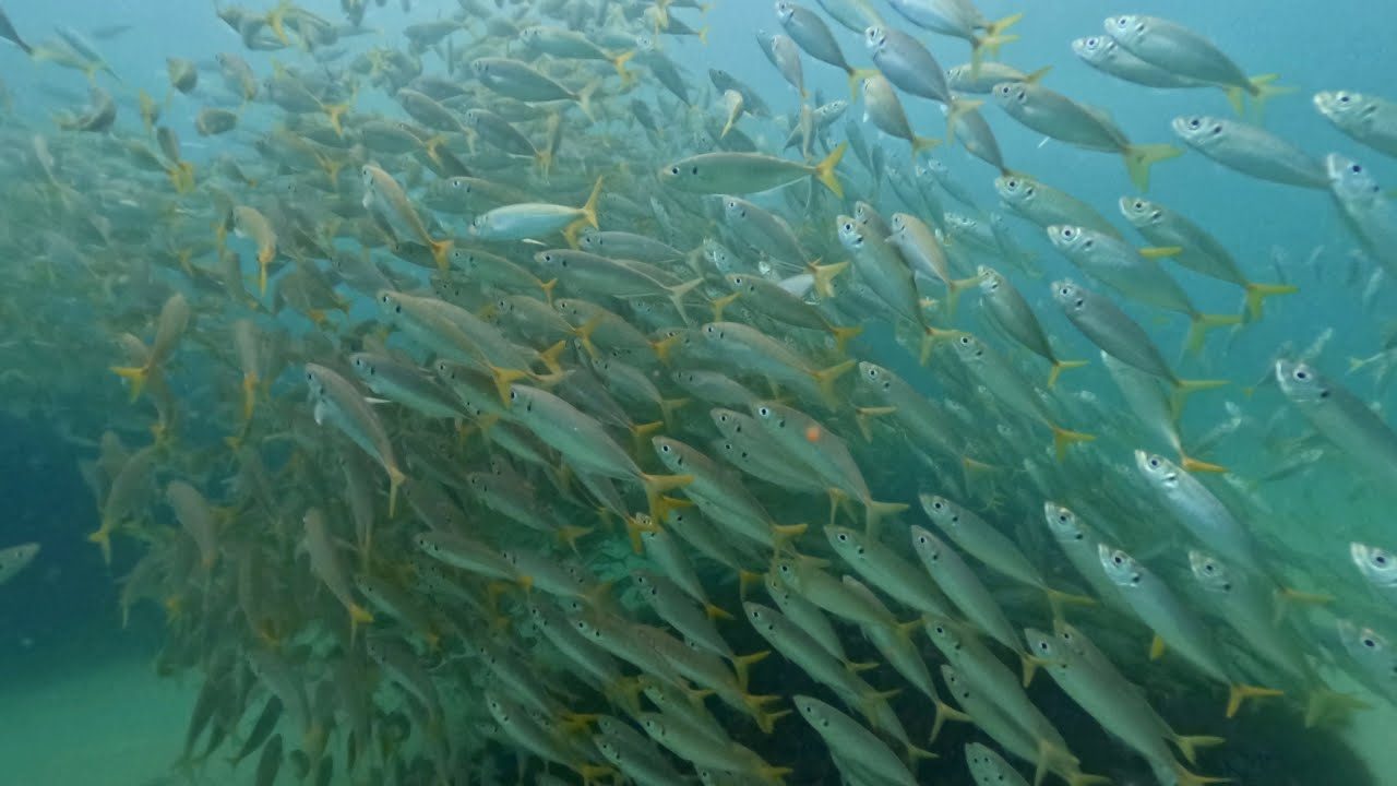 Narrowneck Reef | Entry #3