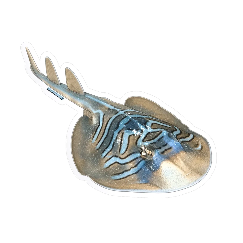 A die cut sticker of a fiddler ray, blue banded and half buried in sand. Drag it to tilt it.