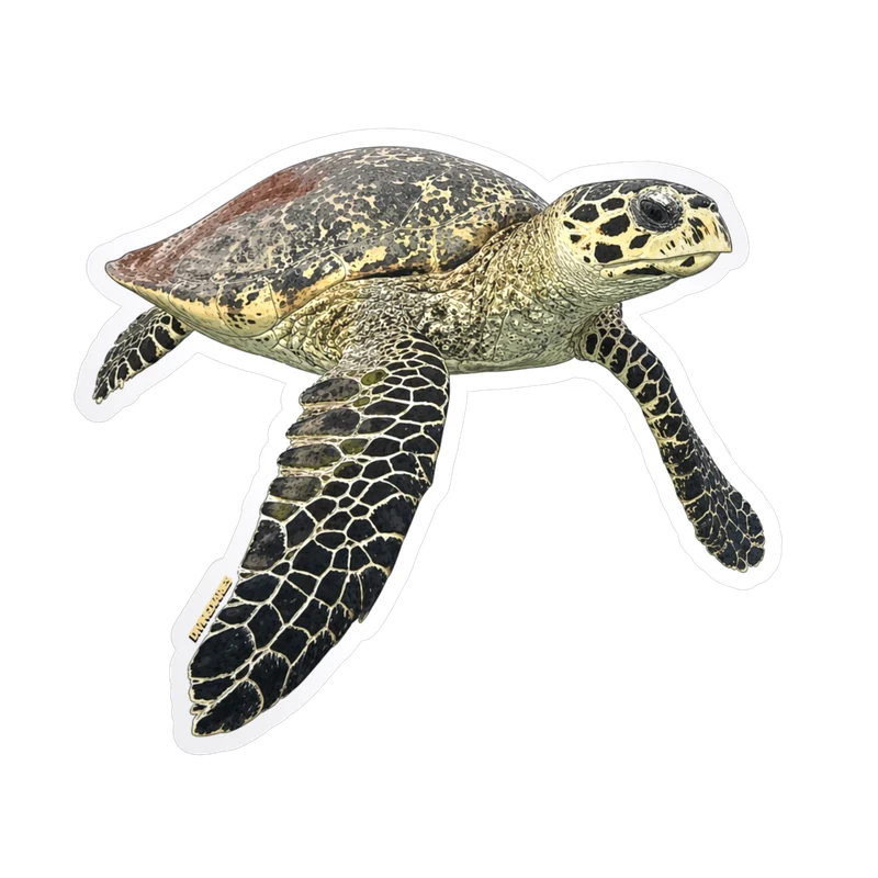 A die cut sticker of a hawksbill turtle mid swim, patterned shell and flippers out. Drag it to tilt it.