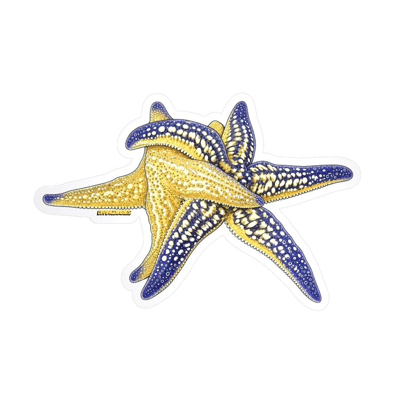 A die cut sticker of two sea stars stacked on top of one another, one gold and one deep blue. Drag it to tilt it.