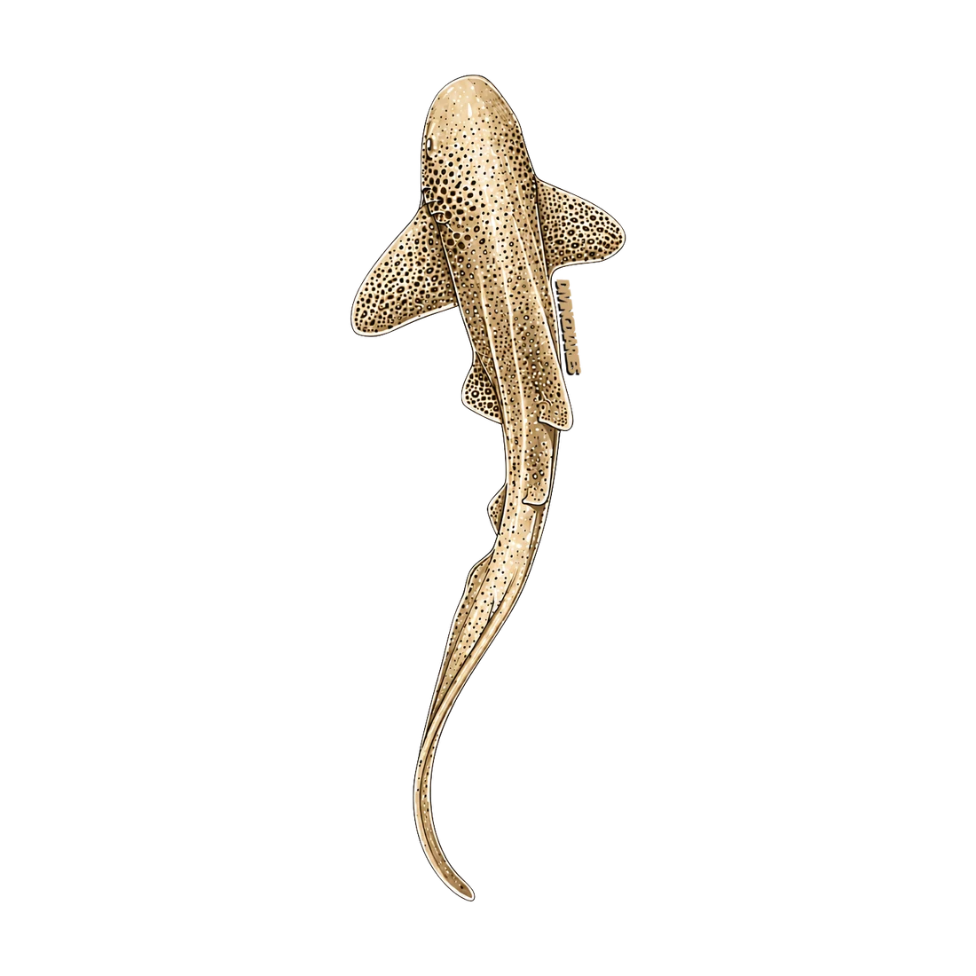 A die cut sticker of a zebra shark, sandy tan with dark spots and a long trailing tail. Drag it to tilt it.
